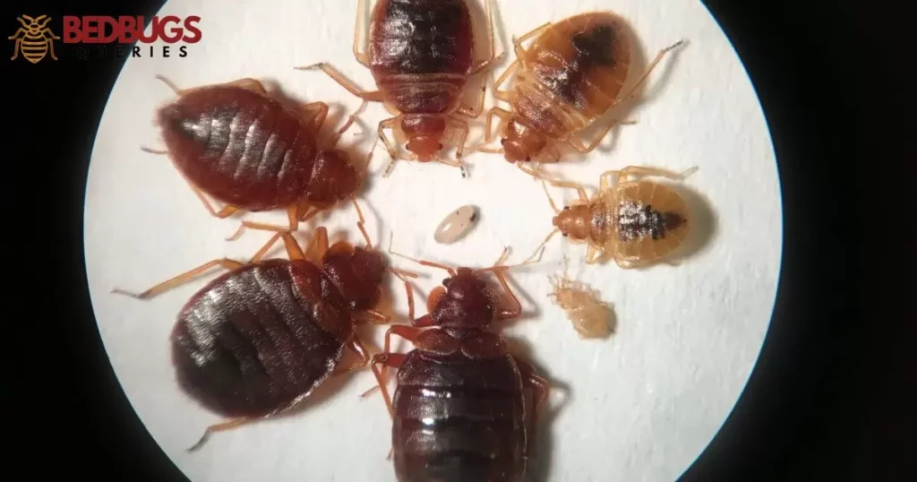 Do cockroaches eat bed bugs?
