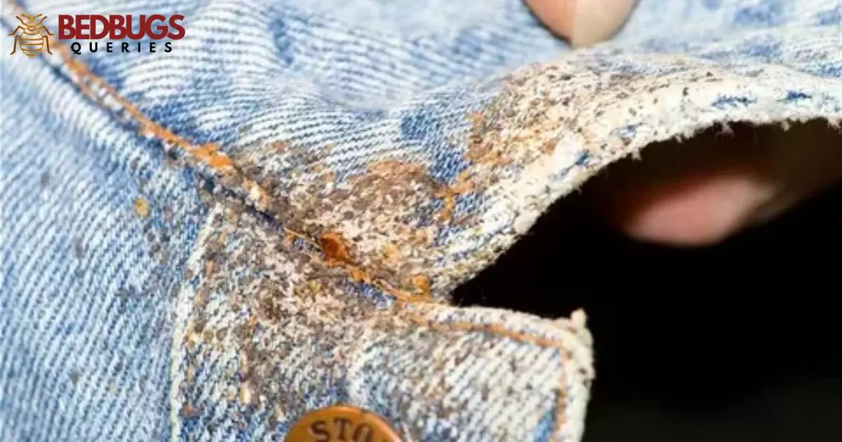 Can Bed Bugs Travel On Clothes You're Wearing?