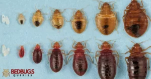 What Are Bed Bugs Called In Jamaica?