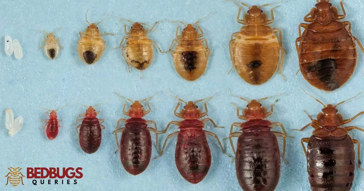 What Are Bed Bugs Called In Jamaica? - Bed bugs Queries