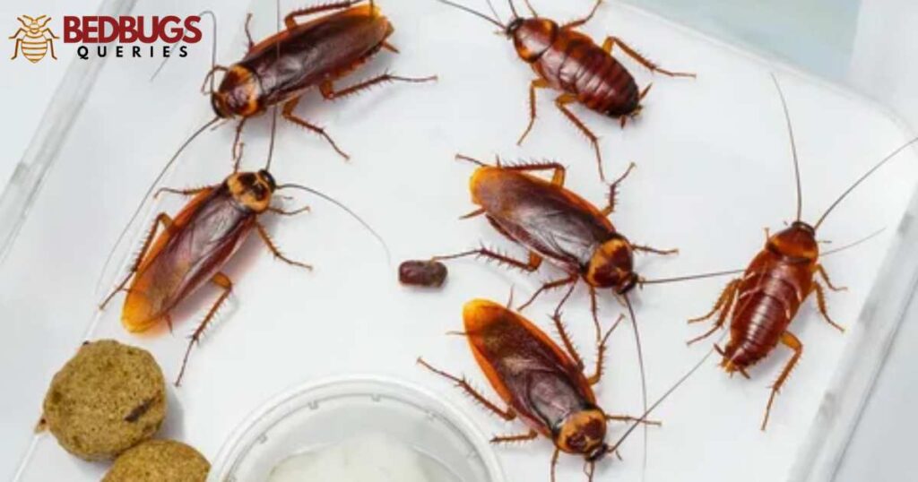 Are cockroaches and bedbugs enemies?