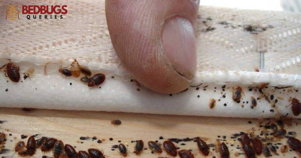 Bed bug bites and their effects