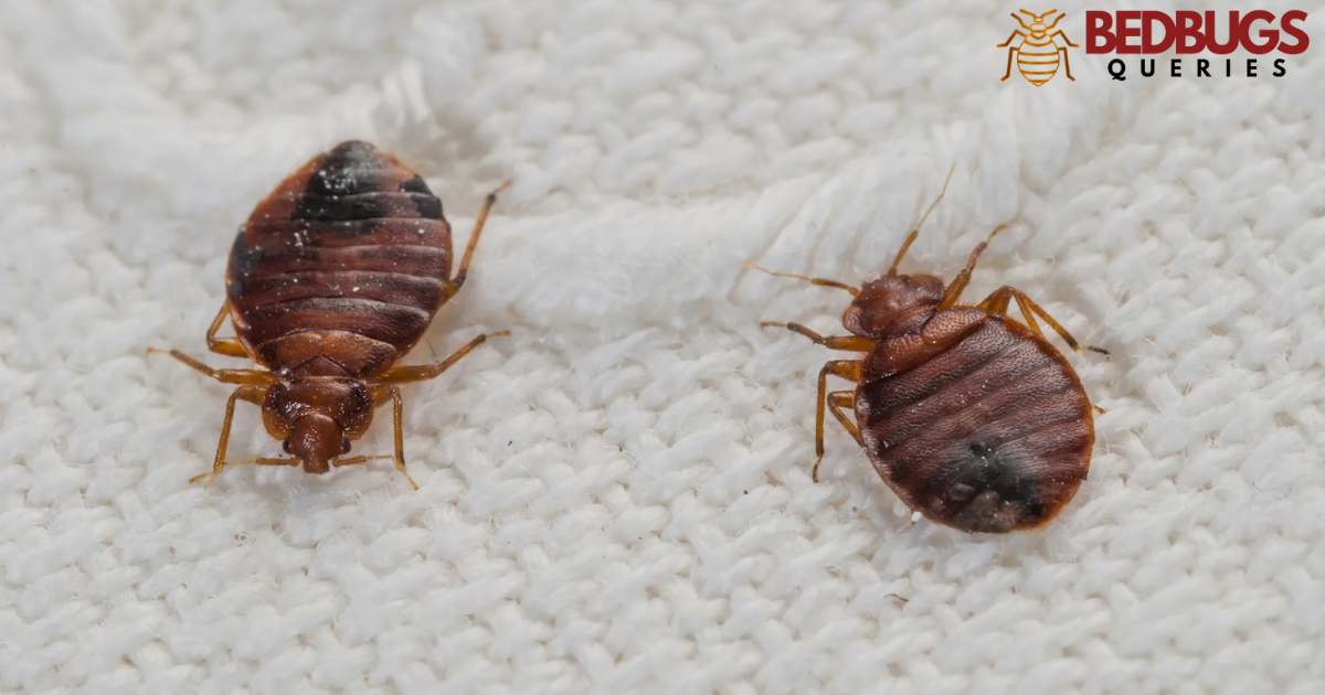 Can Bed Bugs Bite Through Sheets?