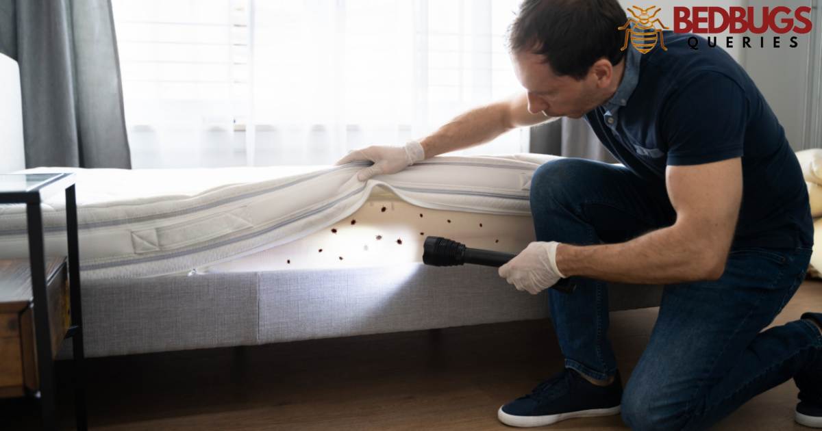 Can Bed Bugs Come Back After Professional Treatment?