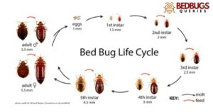 Can Bed Bugs Live In Cat Litter?