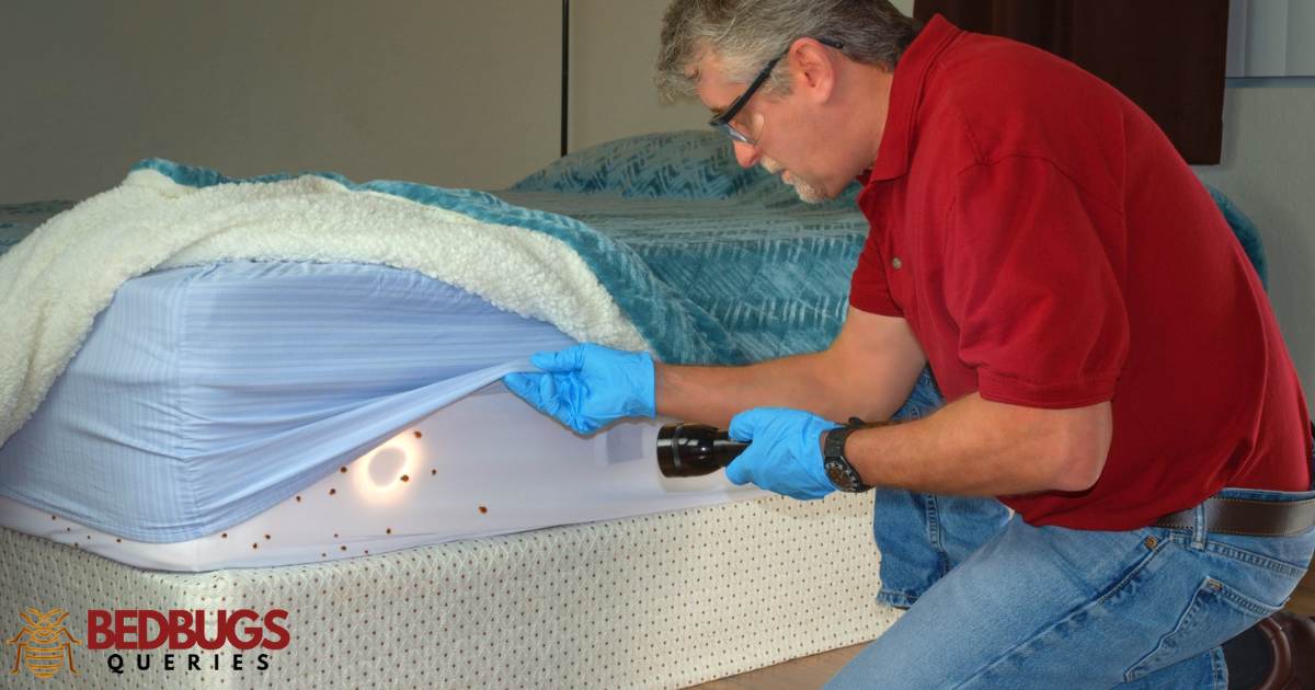 Can Bed Bugs Live In Memory Foam?