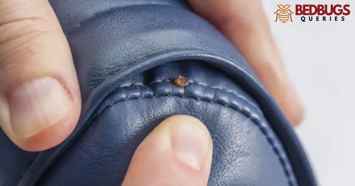Can Bed Bugs Live On Leather?