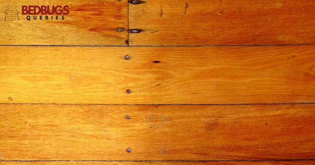 Can bed bugs live on wood floors?