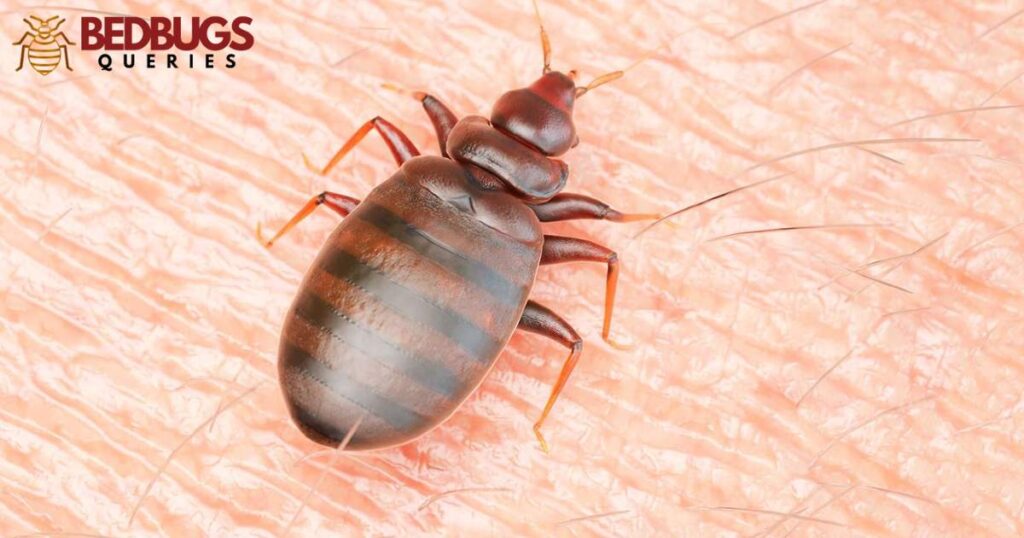 Detecting Bed Bugs through Odor