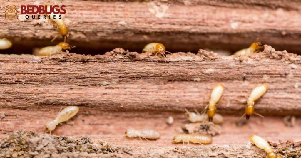Do Bed Bugs Eat Wood?