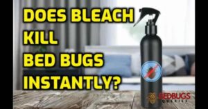 Does Bleach Kills Bed Bugs?
