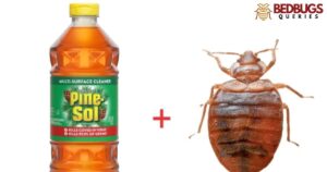 Does Pine Sol Kill Bed Bugs?