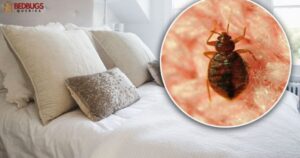 Does Vicks Rubdomain Stop Bed Bug Bites?