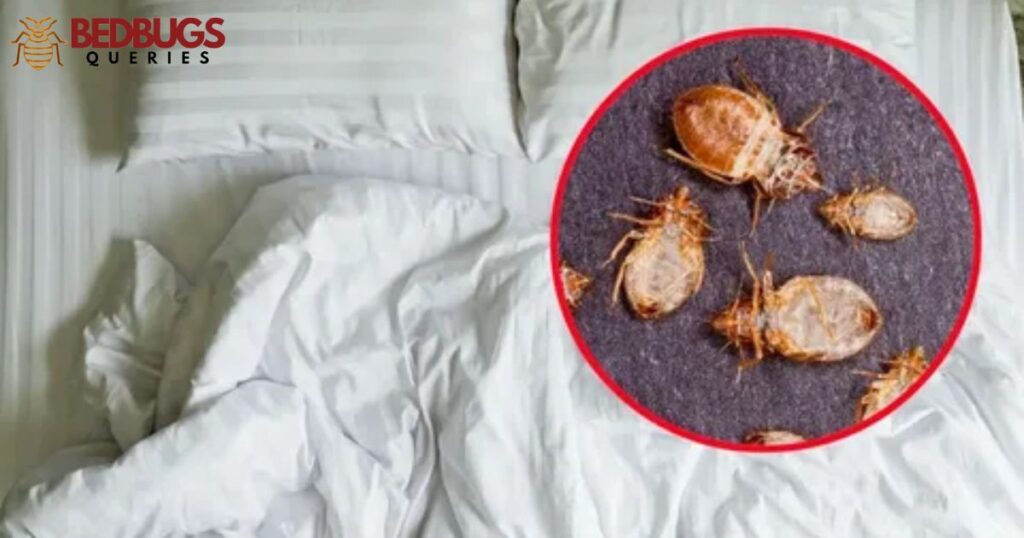 How do cockroaches interact with bedbugs?