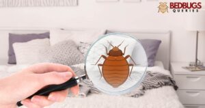 How Long Can Bed Bugs Go Without Eating?