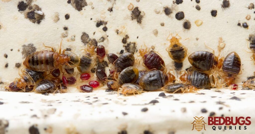 The Science Behind Bed Bug Odor