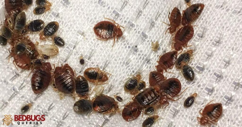 What Repels Bed Bugs From Biting?