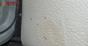 Will Bed Bugs Die In A Hot Car?