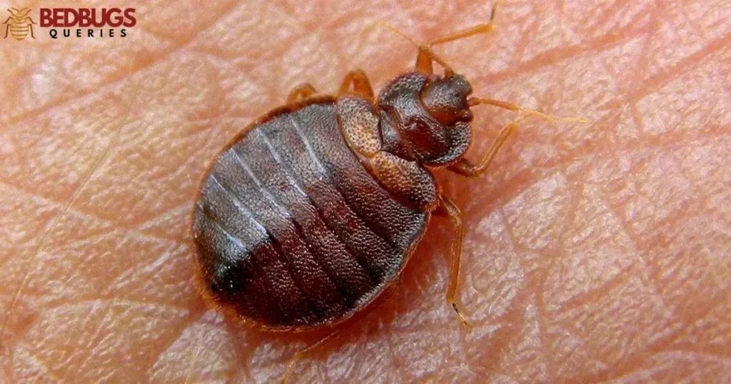 Does Tempo SC Ultra kill bedbugs?