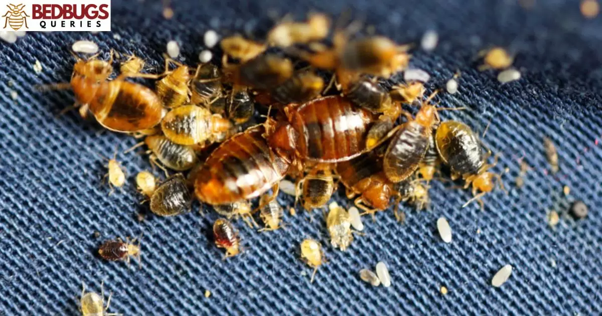 Can CPS Remove A Child Because Of Bed Bugs?