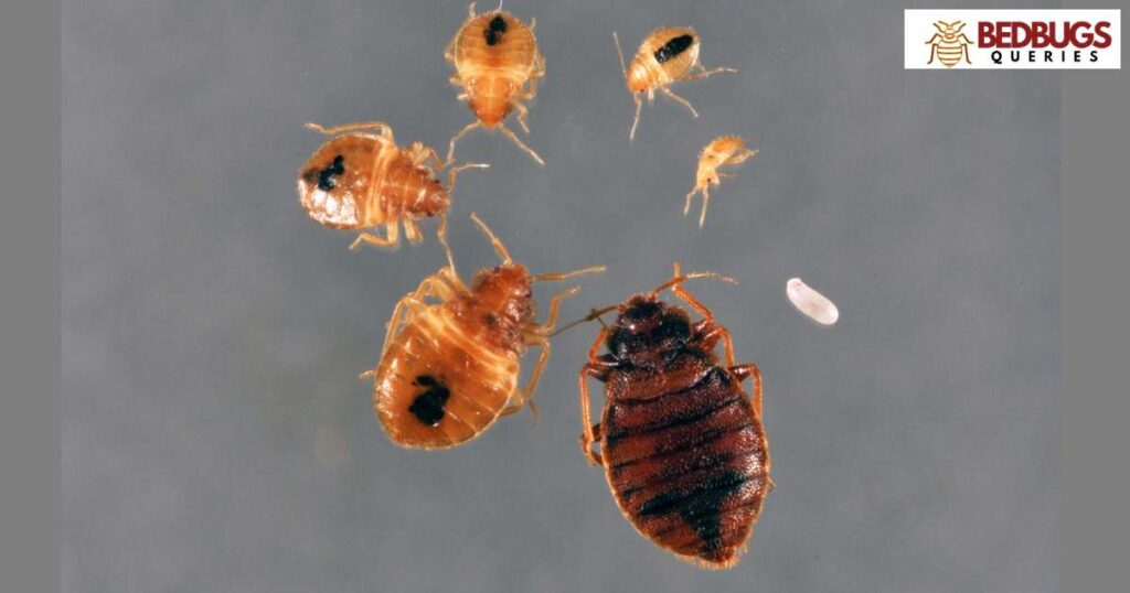 Ladybugs vs. Bed Bugs in Feeding Frenzy
