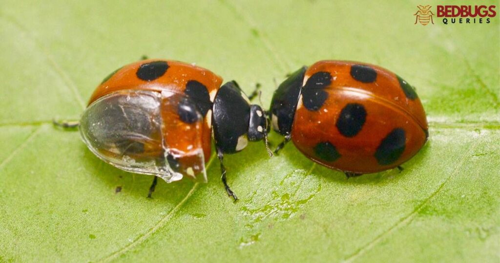 A Close Look at Ladybug Diet