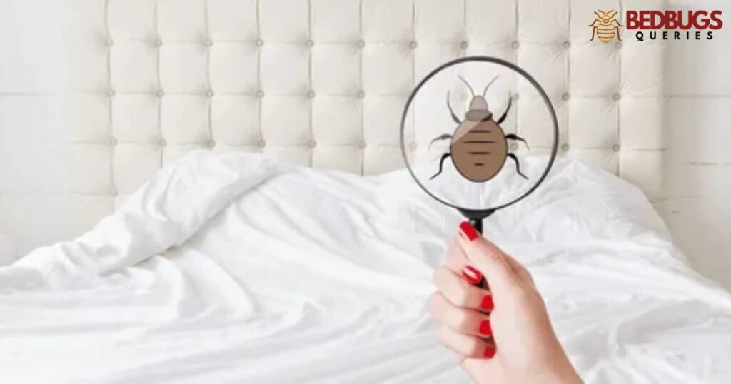 Air Mattress Bed Bug Prevention: Tips and Tricks
