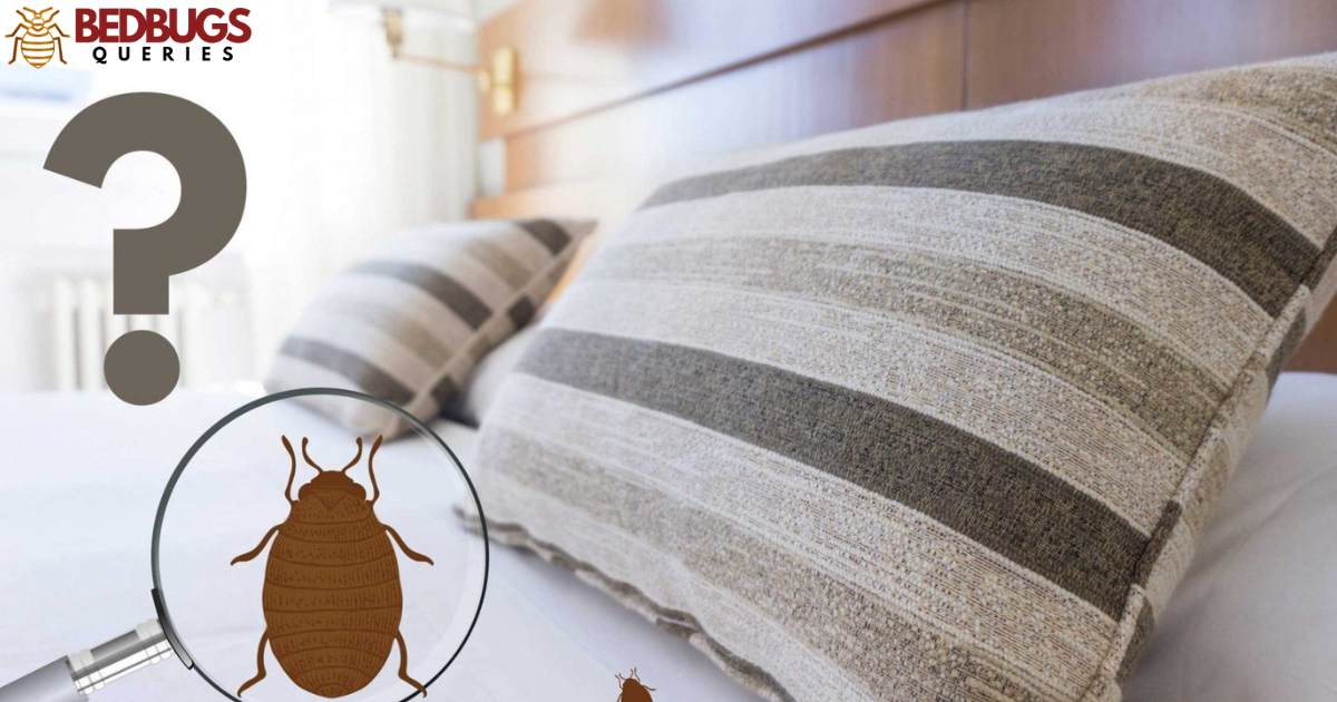 Are Bed Bugs Easy To Smash?