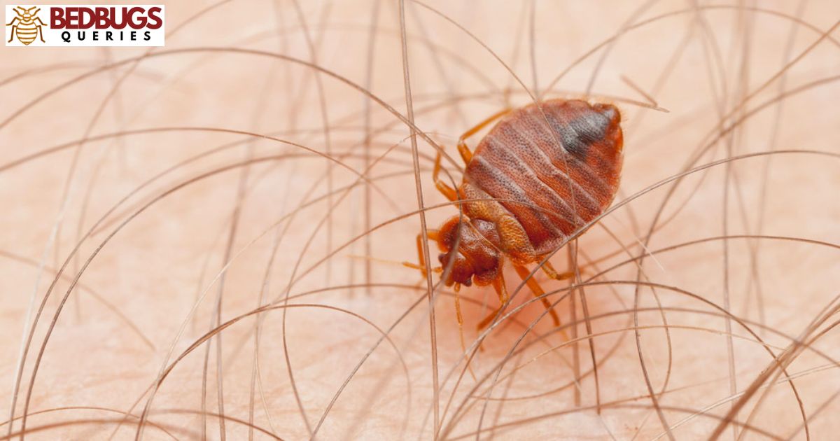 Are Bed Bugs Hairy?
