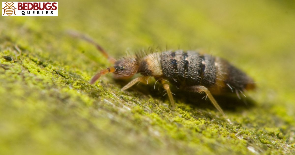 Are Springtails Bed Bugs?