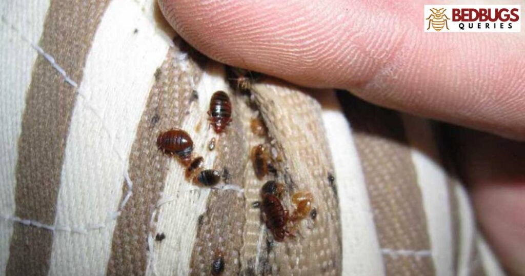Bed Bug Detection How to Check Your Clothes After Travel