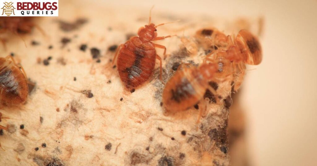 Bed Bug Extermination Options For Neighbors