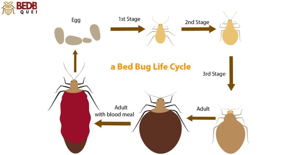 Bed Bug Lifecycles: They May Be Harder to Smash at Certain Stages