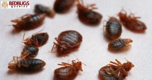 Can Bed Bugs Climb Up Metal?