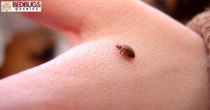 Can Bed Bugs Get In Your Private Parts?