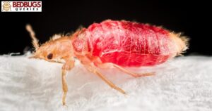 Can Bed Bugs Be Considered Neglect?