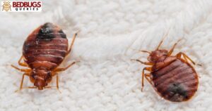 Can Bed Bugs Live In Storage Units?