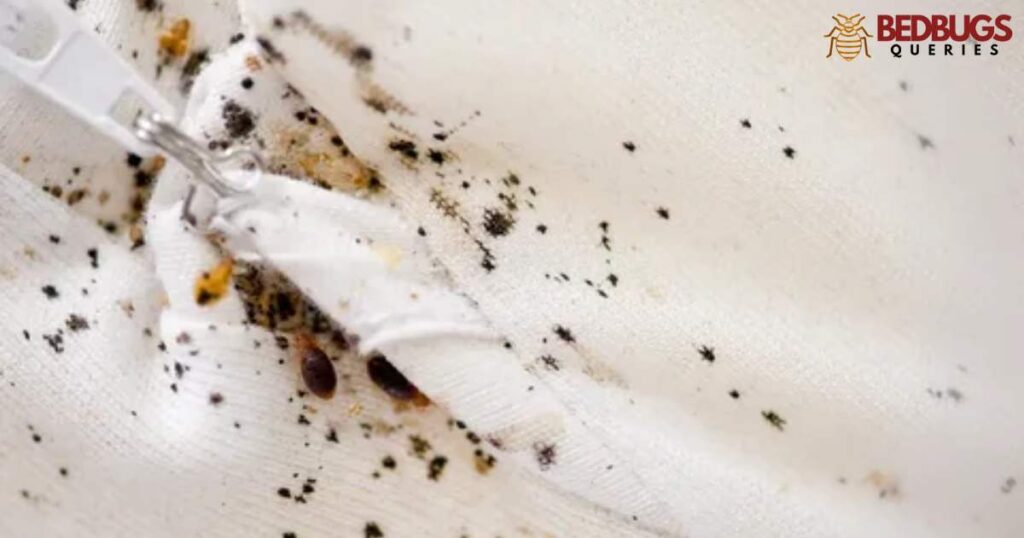How to Detect Bed Bugs on an Air Mattress