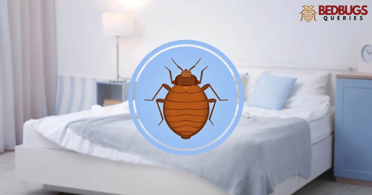 Can Bed Bugs Live On Air Mattress?
