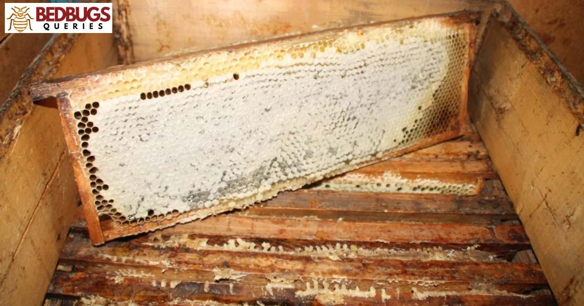 Can Bed Bugs Live On Top Of Wood Floors?