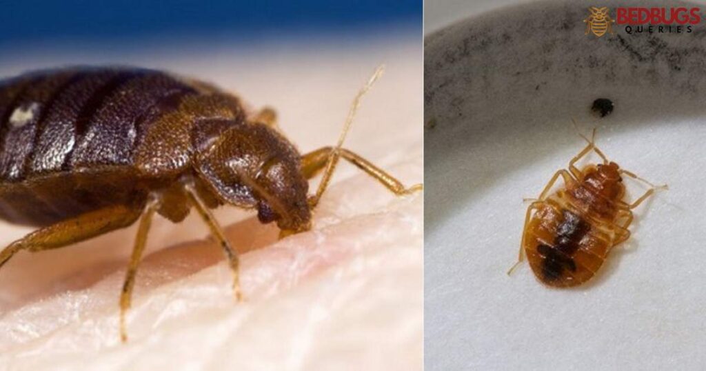 Can Bed Bugs Swim?