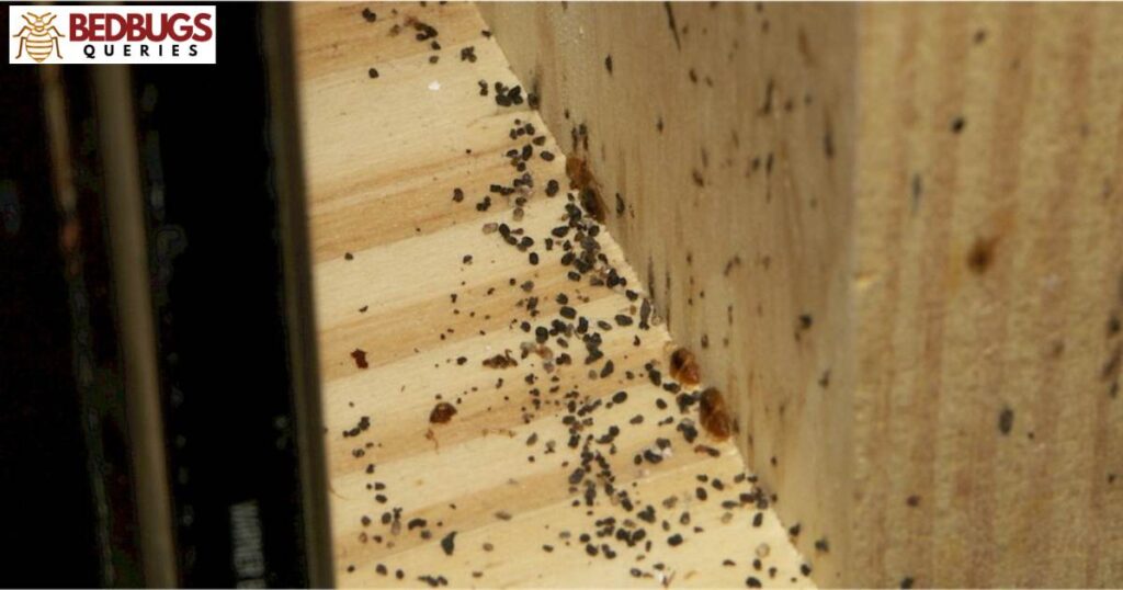 Can Bed Bugs Thrive on Unfinished Wood Flooring?