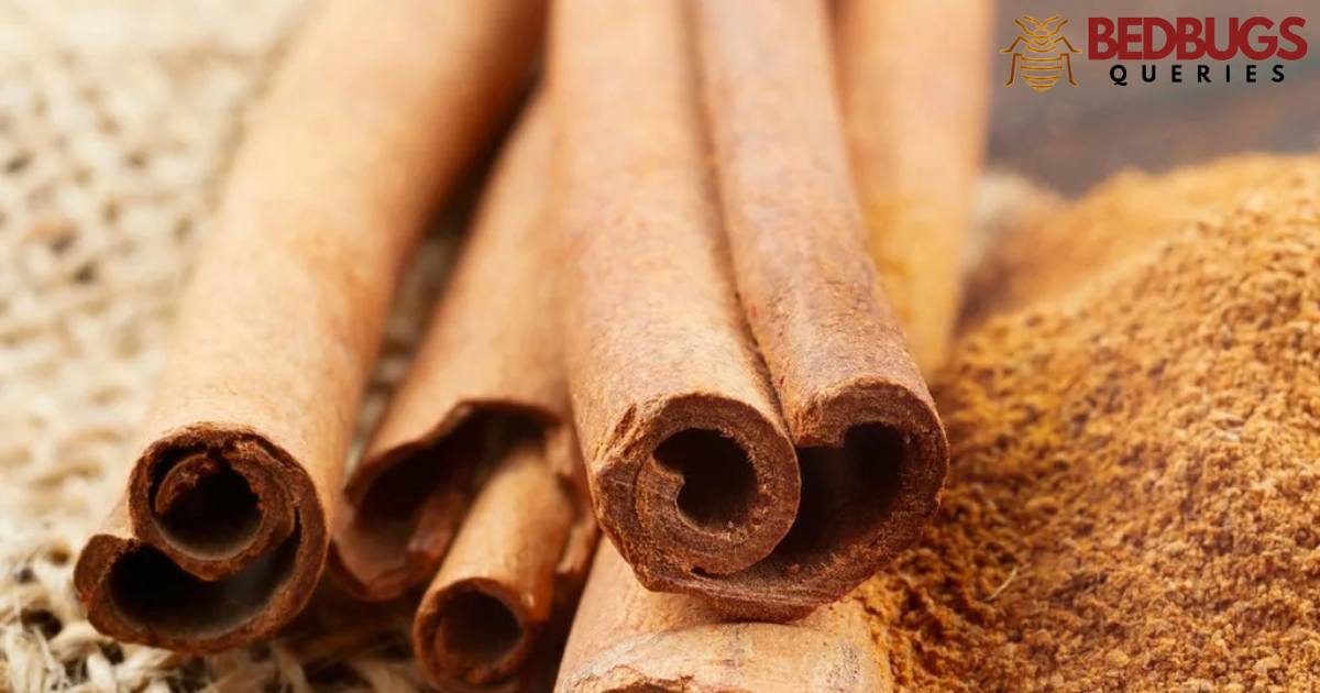 Does Cinnamon Kill Bed Bugs?