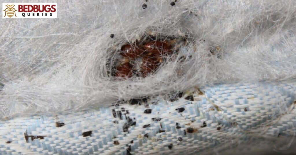 Diy Cinnamon Bed Bug Repellent Methods