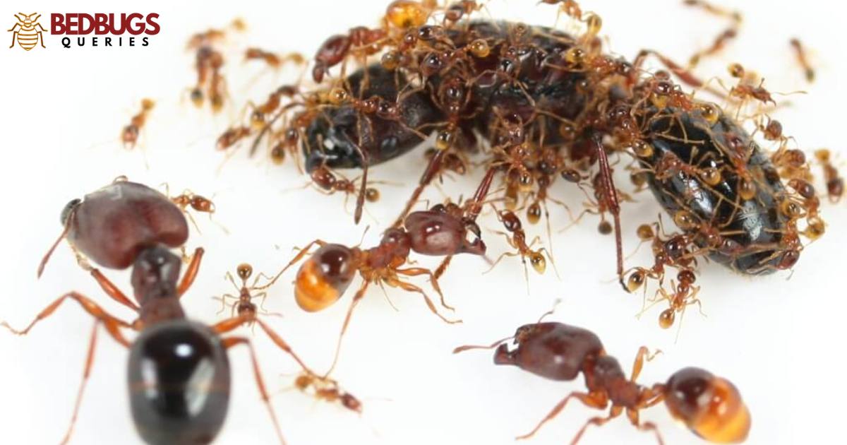Do Ants Eat Bed Bugs?
