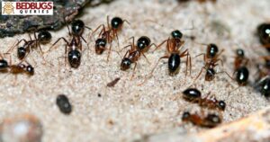 Do Ants Kill Bed Bugs?