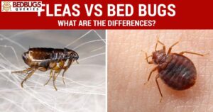 Do Bed Bugs Get In Dressers?