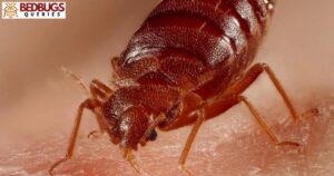 Do Bed Bugs Have An Exoskeleton?