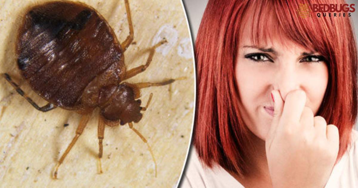 Do Bed Bugs Smell When You Kill Them?