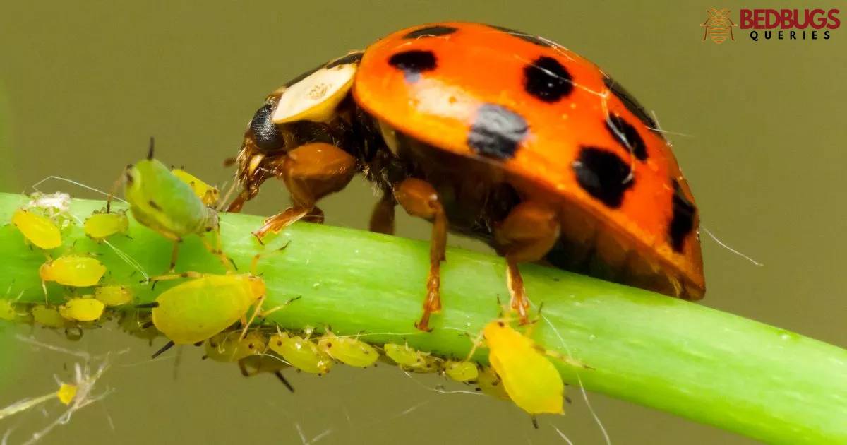Do Ladybugs Eat Bed Bugs?